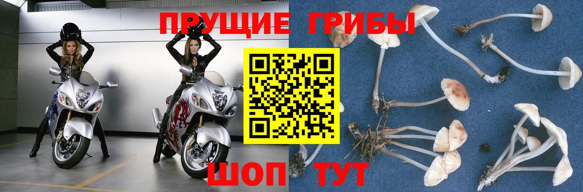 Псилоцибиновые грибы прущие грибы  Вход с VPN  Галлюциногенные грибы MAGIC MUSHROOMS  как найти закладки  Саянск 